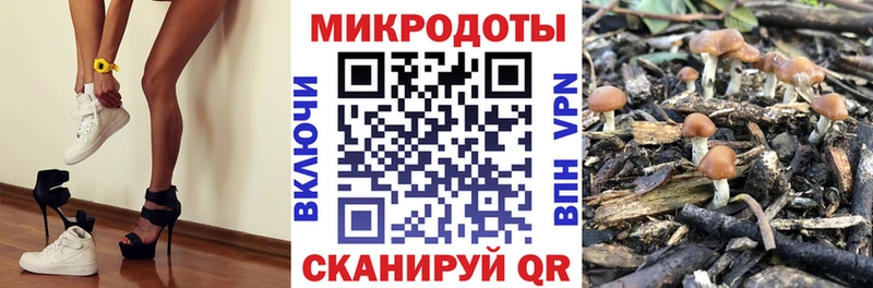 Галлюциногенные грибы Psilocybine cubensis  Березники 