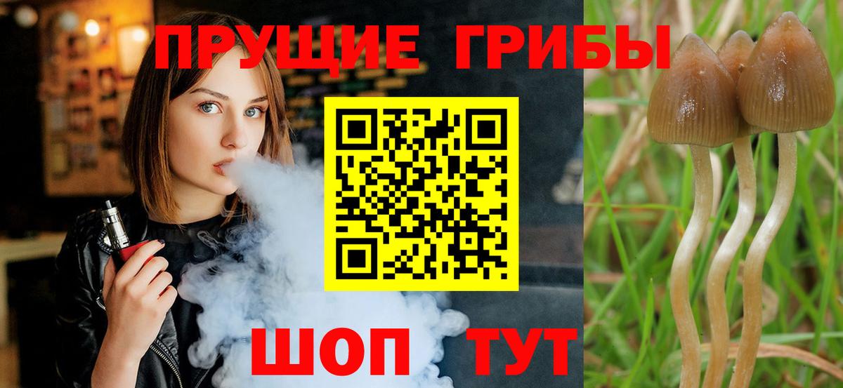 Галлюциногенные грибы Psilocybine cubensis Березники